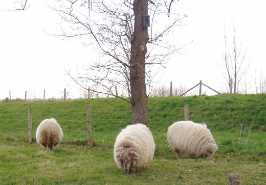 Een aantal balen wol met een beetje schaap erin.