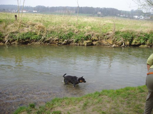 Sammie mag nu in de Geul zwemmen. Schudt zich een beetje voortijdig uit.