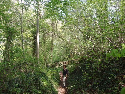 Verder door het bos.