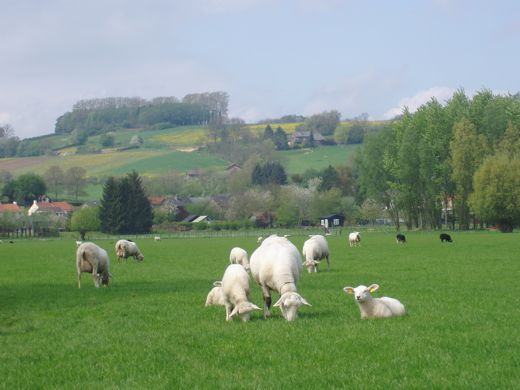Langs grazende schapen die volop aan het lammeren waren.