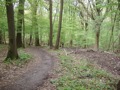 Een steil pad naar de rust van het bos.