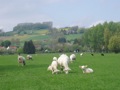 Langs grazende schapen die volop aan het lammeren waren.
