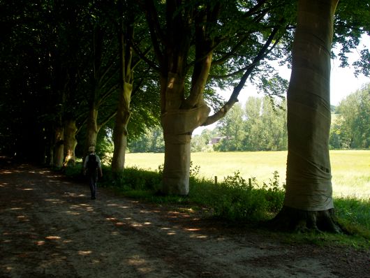 Pad met omzwachtelde bomen.