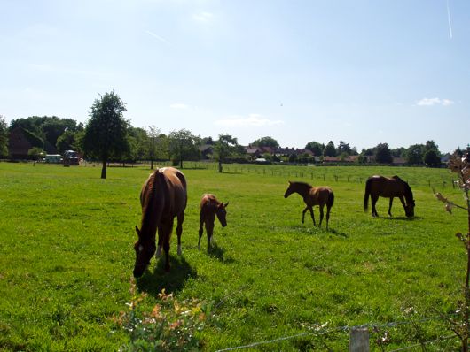 Paarden.