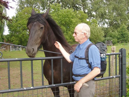 Nieuwschierig paard.