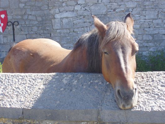 Bij het Eyneburg Schloss vlijt een paard zijn hoofd op de stenen muur.
