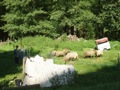 De kinderboerderij van een charmante camping die wij doorkruisten.