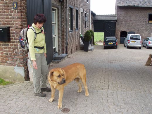 Een prachtige hond: Bull Mastiff, Bert's nichtje gaat er een krijgen om mee te spelen.