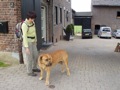 Een prachtige hond: Bull Mastiff, Bert's nichtje gaat er een krijgen om mee te spelen.