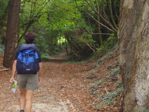 Het bos in.