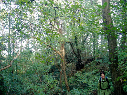 De Limburgse Jungle.