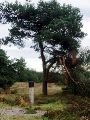 Stervende dennen in het urnenveld van de Boshoverheide.