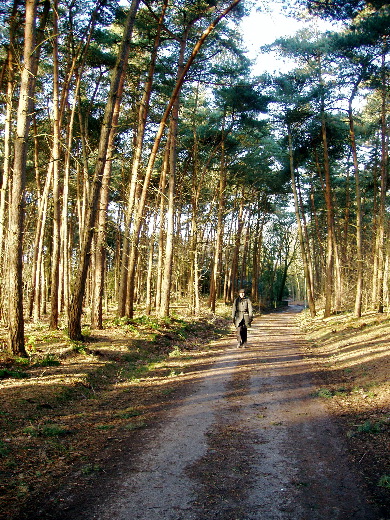 Door het bos naar Steensel.