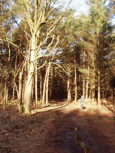 De Wolfshoeksche Heide.