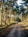 Door het bos naar Steensel.