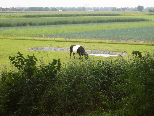 Deze rundersoort hebben wij maar zadelkoe gedoopt.