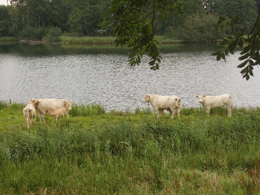 Een dinkend albinokalf.