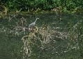 Een reiger achter onze picknickplaats in de gracht van Kasteel Nederhemert.