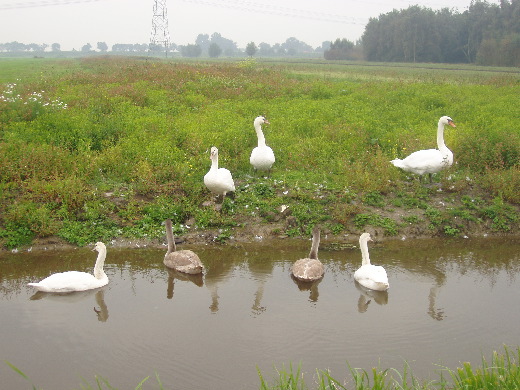 Veel zwanen tegengekomen onderweg.