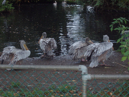 De achtertuin van ons hotel. Avifauna / Van der Valck. Regelmatig hebben wij ibissen en pelikanen zien overvliegen.