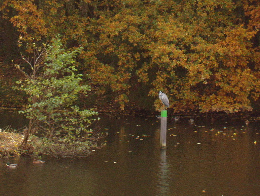 Een van de vele reigers. In het plaatselijk dialect: Langpootsijsie.