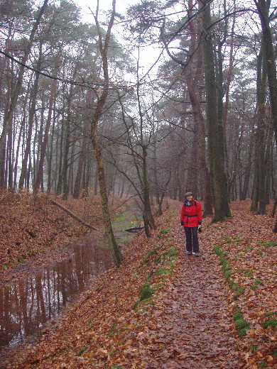 Langs  de afwatering van het bos.