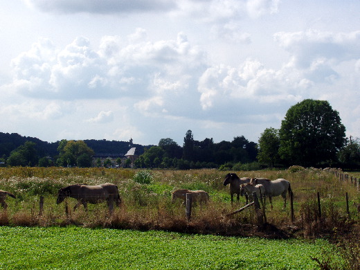 Pa met harem en nageslacht.