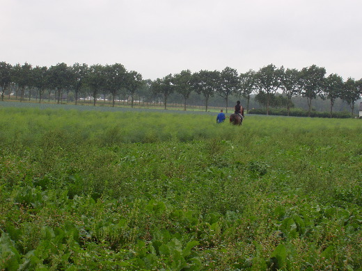 Rondje aspergevelden gedaan, voor bonus van 4 km.