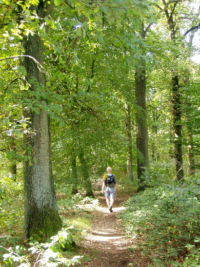 Monumentale bomen.