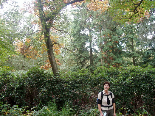 De rododendrons langs de slotgracht.