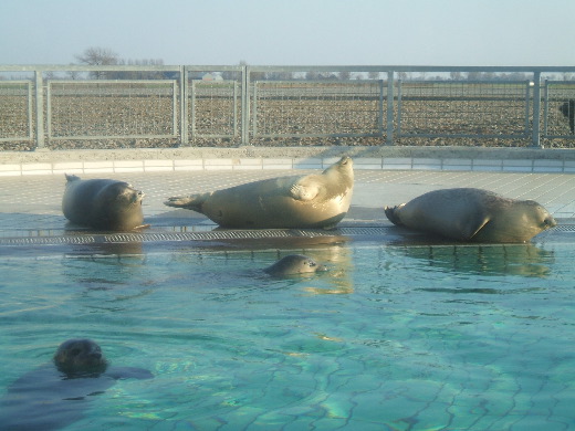 Zonnende zeehonden in de creche.