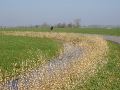 Dit was het voornaamste uitzicht, maar dan zonder riet.