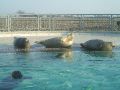 Zonnende zeehonden in de creche.