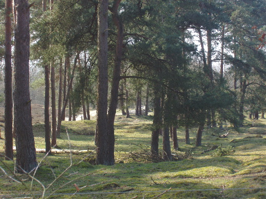 De Gasterse Duinen.