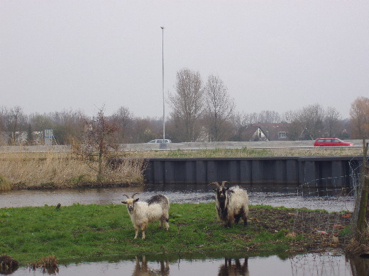 Twee geitjes die on uitgeleide doen uit dit aparte stukje natuur bij Groningen.