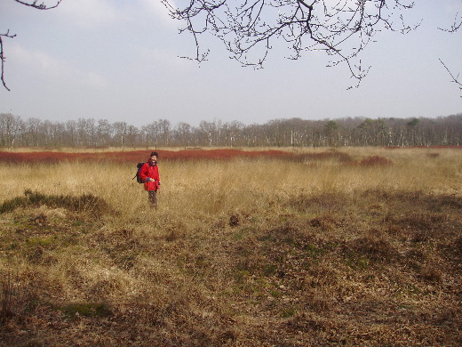 Een rode gloed in de heide.