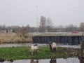 Twee geitjes die on uitgeleide doen uit dit aparte stukje natuur bij Groningen.