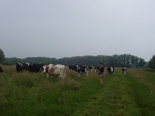 Bert moet nog een kudde koeien van de weg afdrijven.