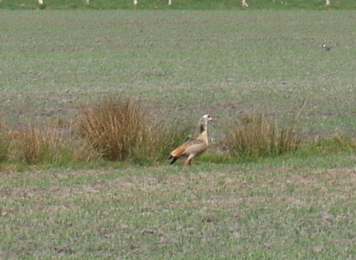 En USD: Unidentified Sitting Duck.