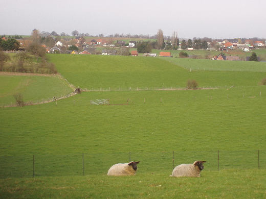 Zwartsmoelschapen.