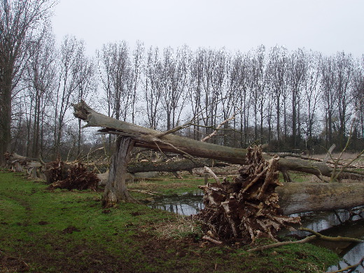 Een hele rij omgerotte bomen.