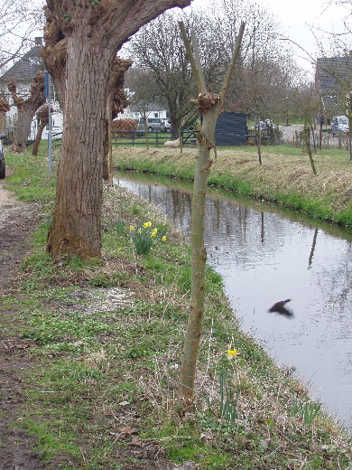 Opvliegende waterhoen tussen de bloeiende narcissen.