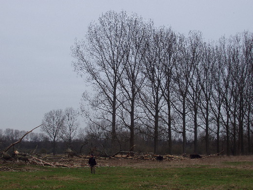 De Gallowayrunderen negeren ons gelukkig.