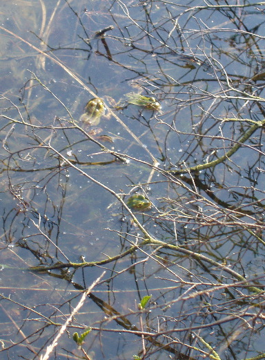 15u34 Veel mooie groene kikkers in het moeras.