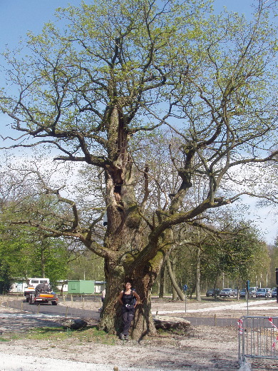 13u31: De Oude Eik die mocht blijven staan op de gigantische parkeerplaats van het Recreatiedomein Bosberg.