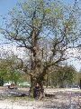 13u31: De Oude Eik die mocht blijven staan op de gigantische parkeerplaats van het Recreatiedomein Bosberg.