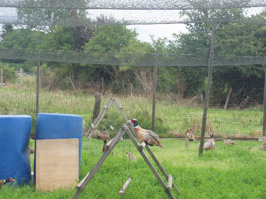 De laatste keer dat wij hier waren (rondjes Limburg: Lanaken) waren hier vogels van allerlei pluimage. Nu alleen fazanten. Om in het volgende jachtseizoen uit te zetten?