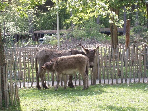 Zogend ezeltje in de kinderboerderij.