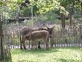 Zogend ezeltje in de kinderboerderij.