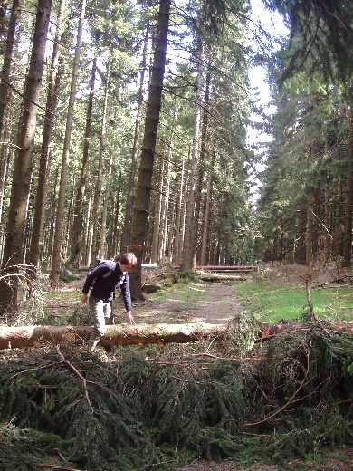 Een groepje tegenliggers had ons verteld dat wij wel vijftig bomen over de route zouden vinden.